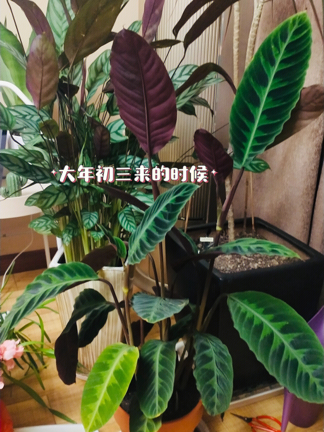 紫背天鹅绒竹芋繁殖图片