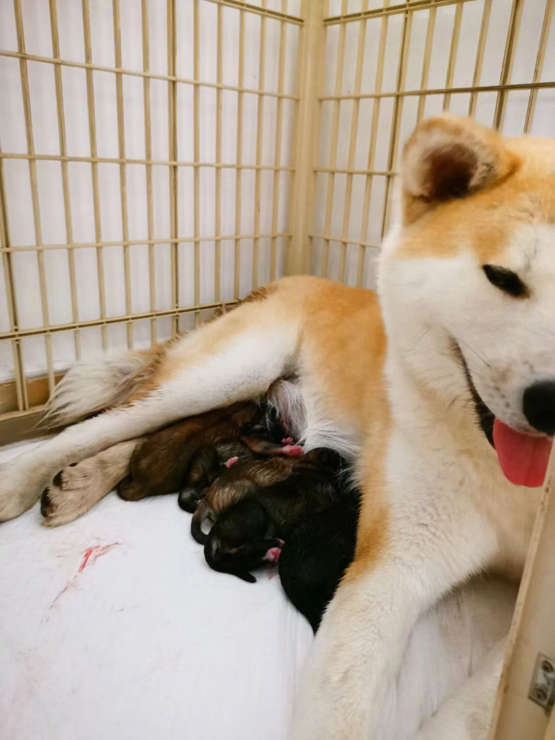 秋田犬生宝宝啦