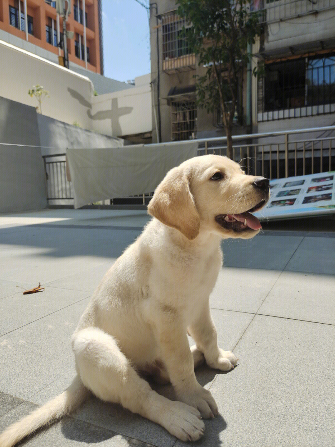 拉布拉多幼犬体重标准图片