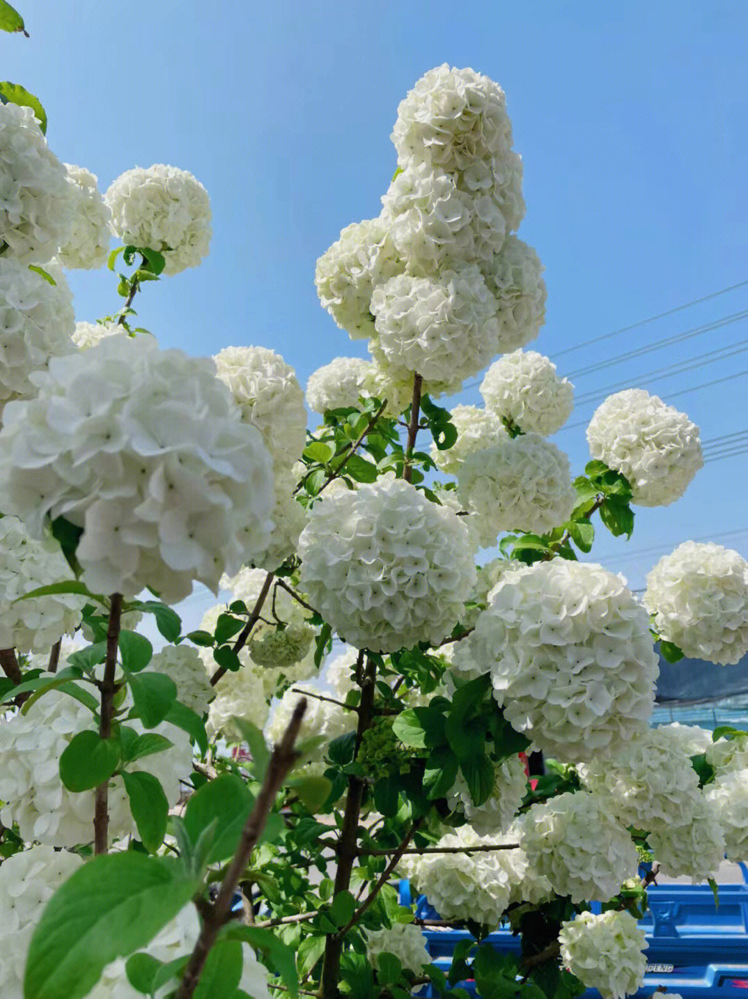 大丛生造型花量巨多喜欢的联系高3.