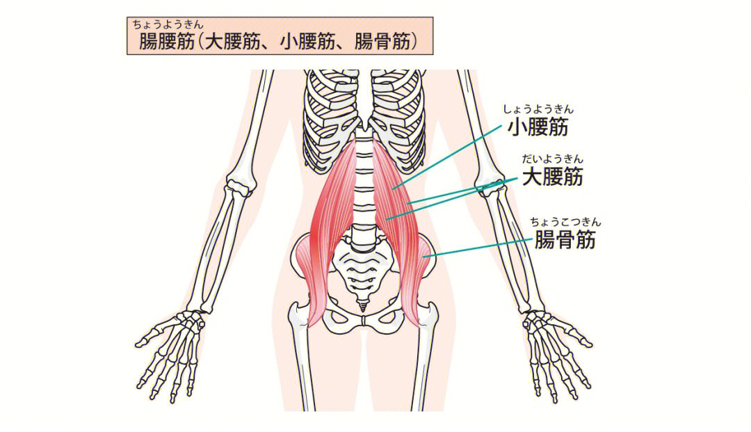 髂腰肌的位置图片
