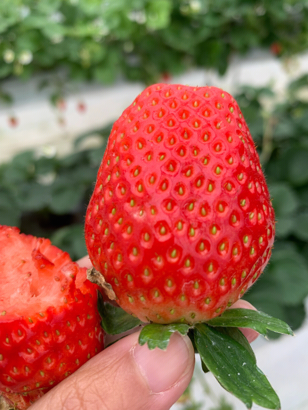 售价100元一斤的日本香野草莓