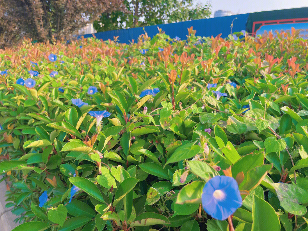 上班路上看到的牵牛花夹缝生存