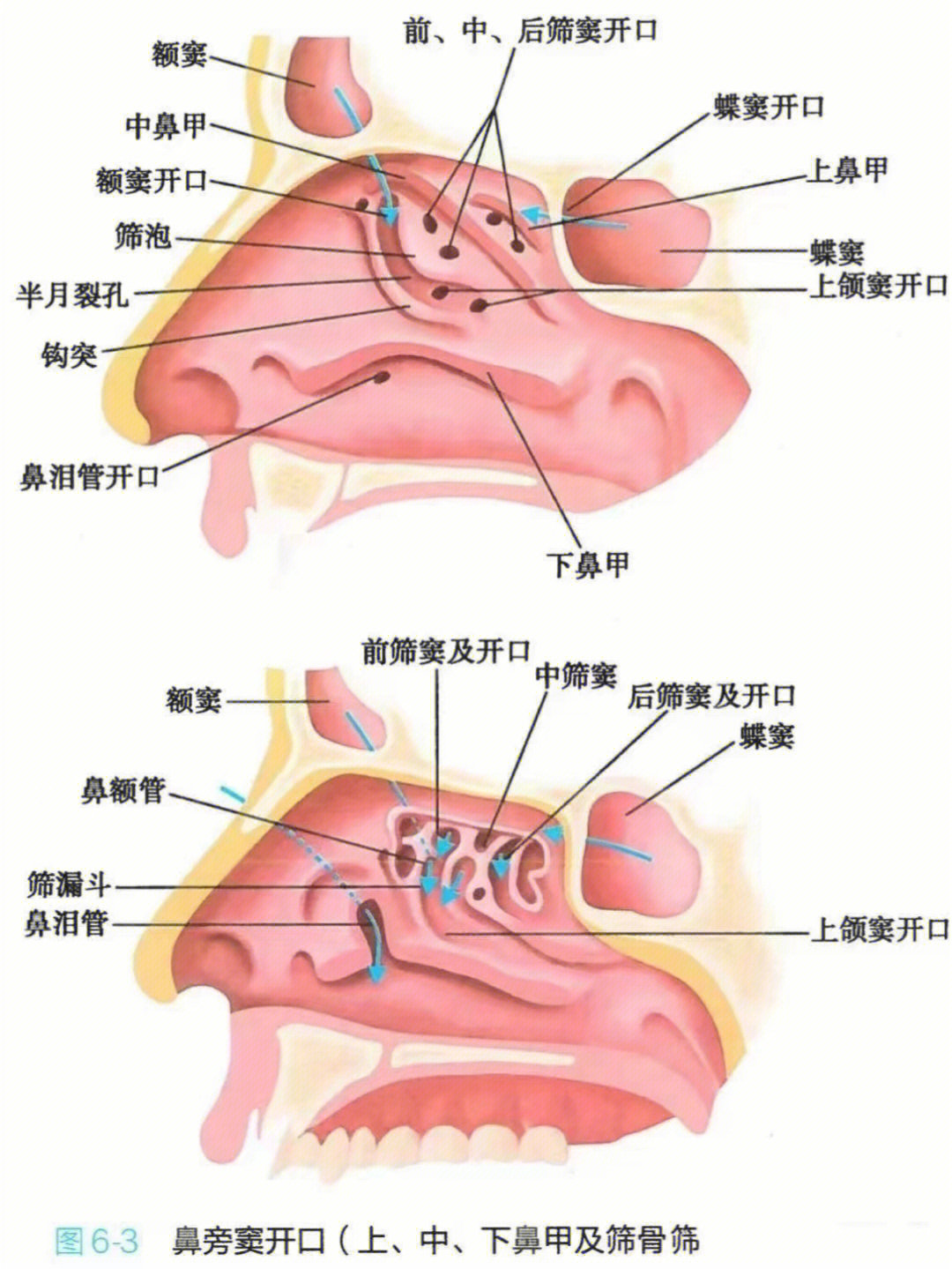 正常鼻窦与鼻窦炎图片图片