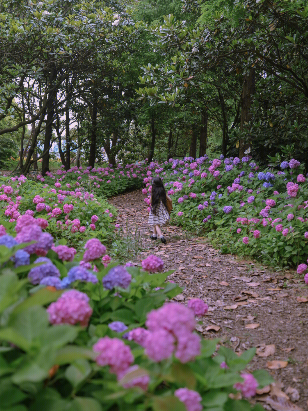 滨江森林公园开了遍地的绣球花没有被辜负