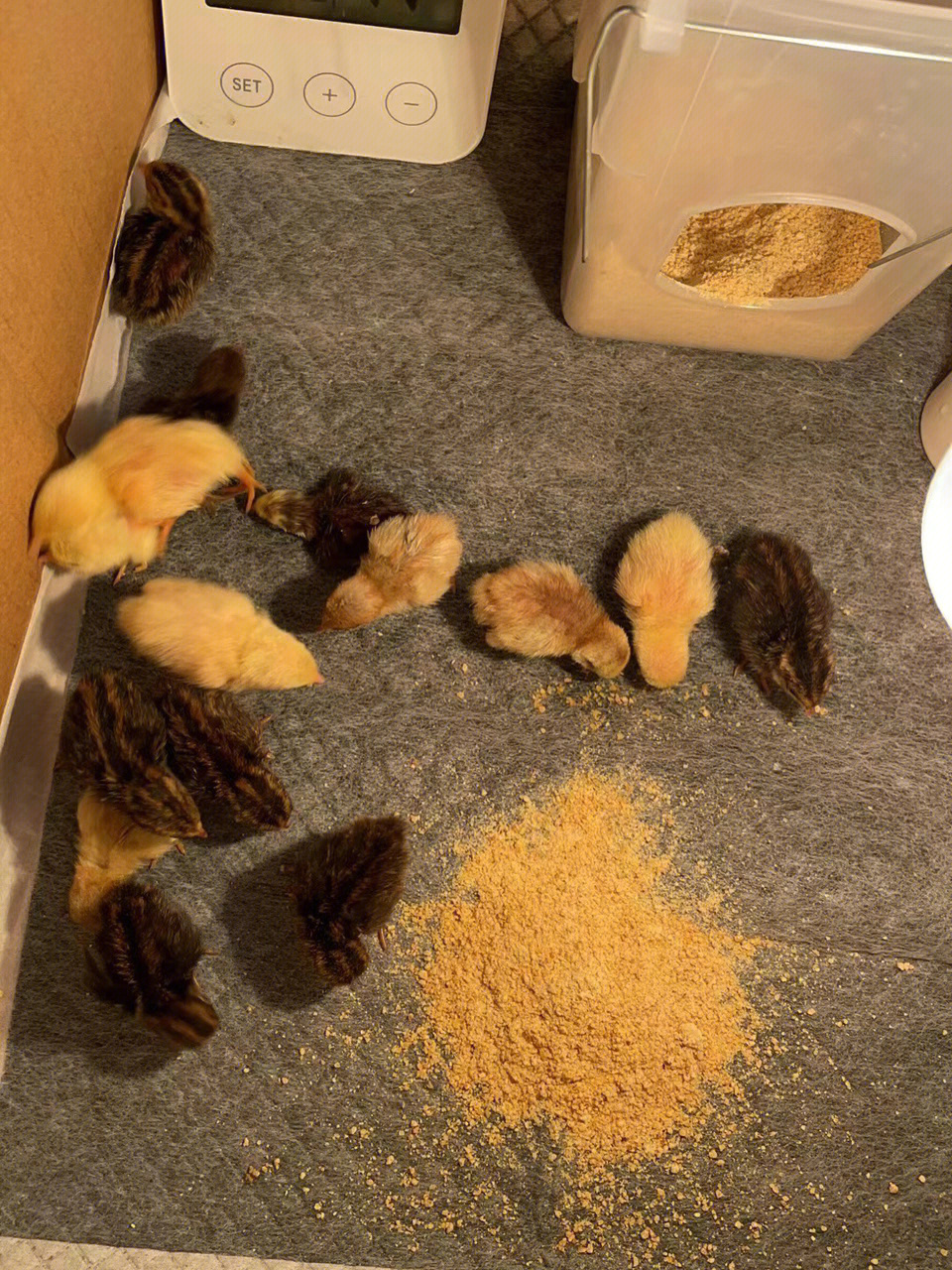 芦丁鸡孵化过程图图片