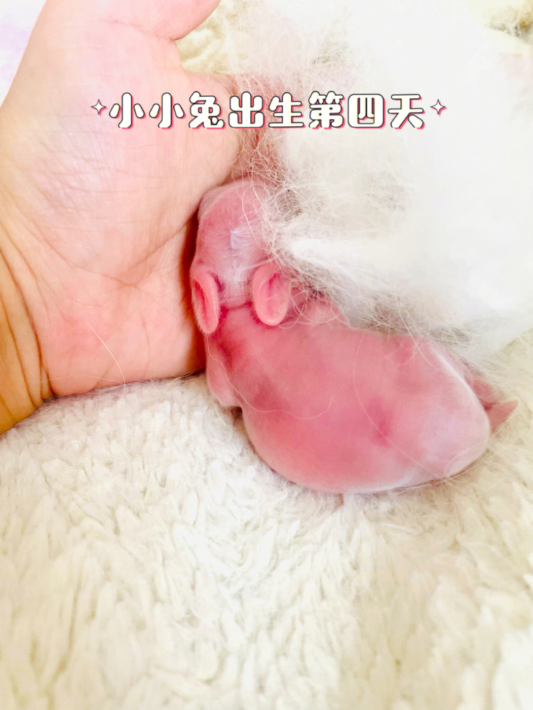 小兔出生三天的样子图片
