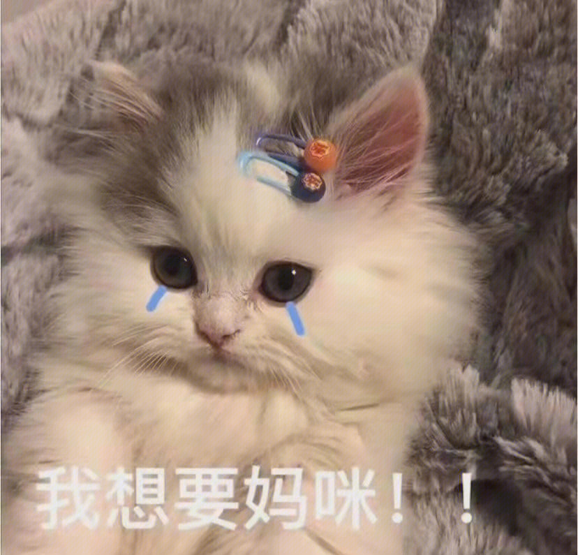 我要妈咪哭哭猫猫可爱表情包