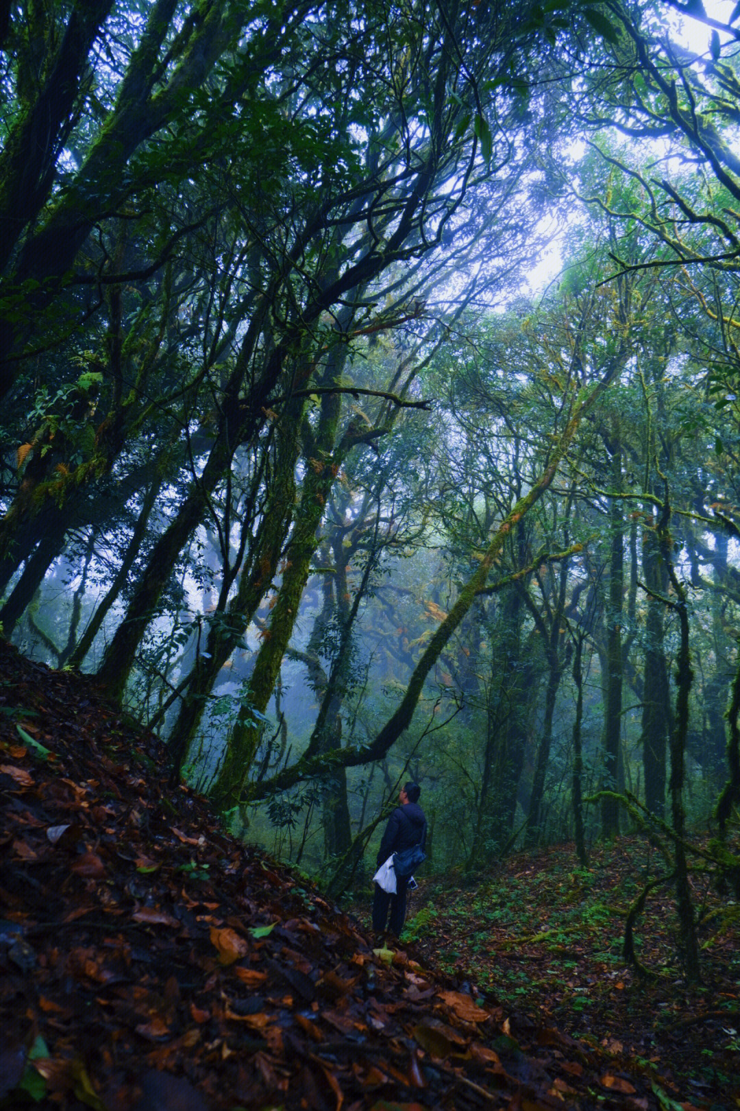 哀牢山原始森林