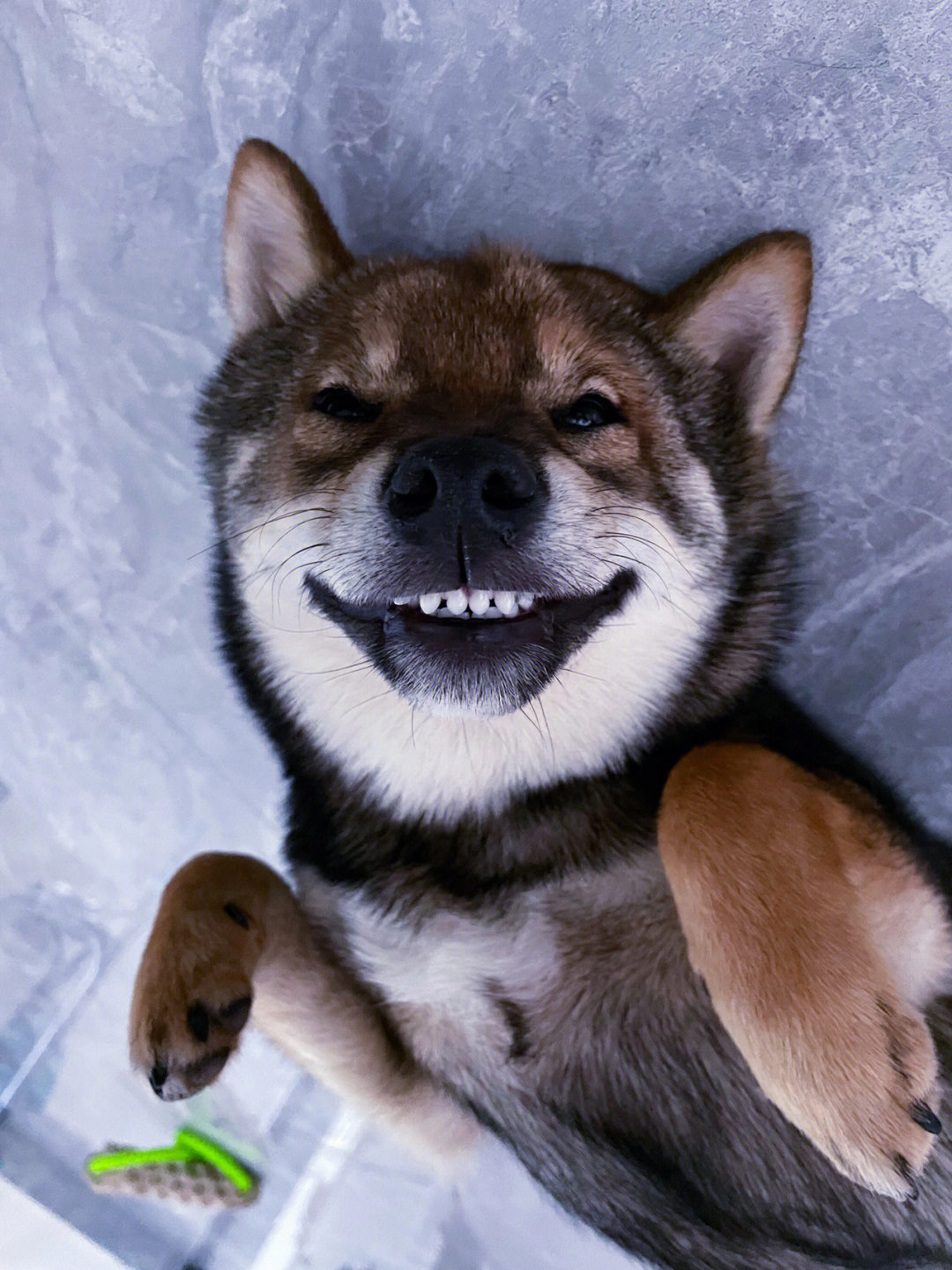 狗捂嘴笑那张图片图片