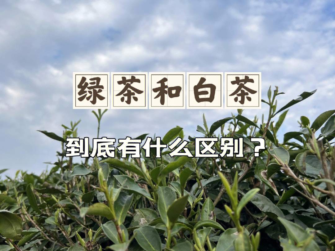 3点区别说清楚绿茶和白茶的不同