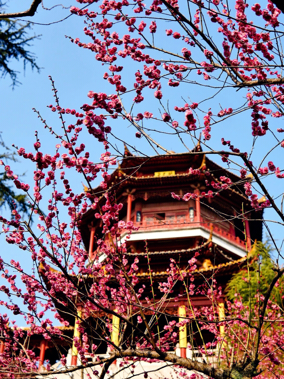 南京的春天渐渐到了开始踏春啦～梅岗的梅花比较密集,但是去的人也