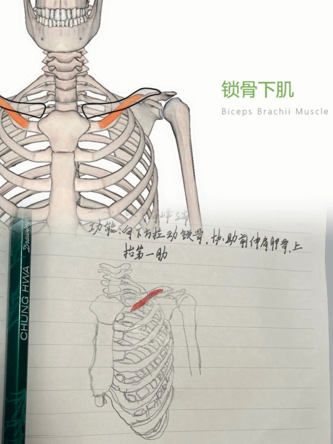 锁骨下方肌肉图片