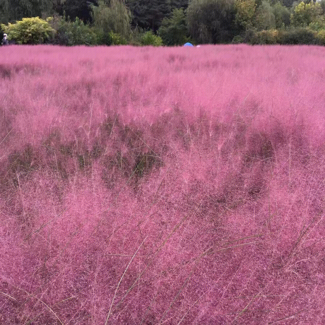 英歌石植物园图片