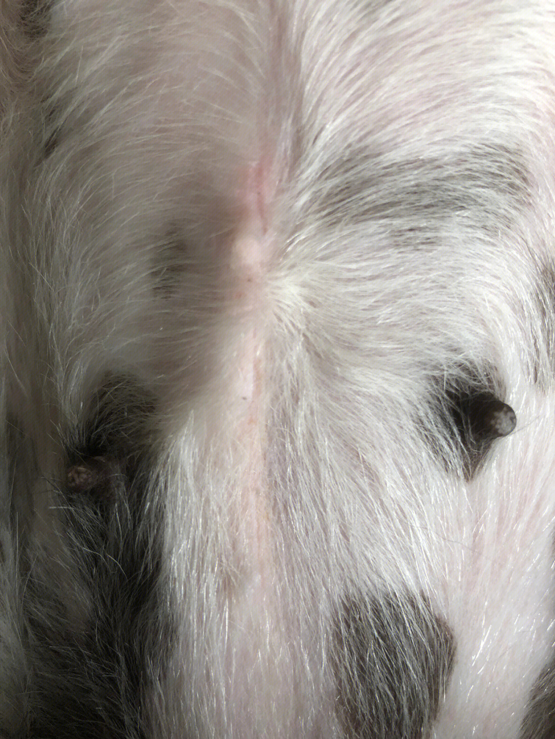 狗狗脐疝图片 治疗图片