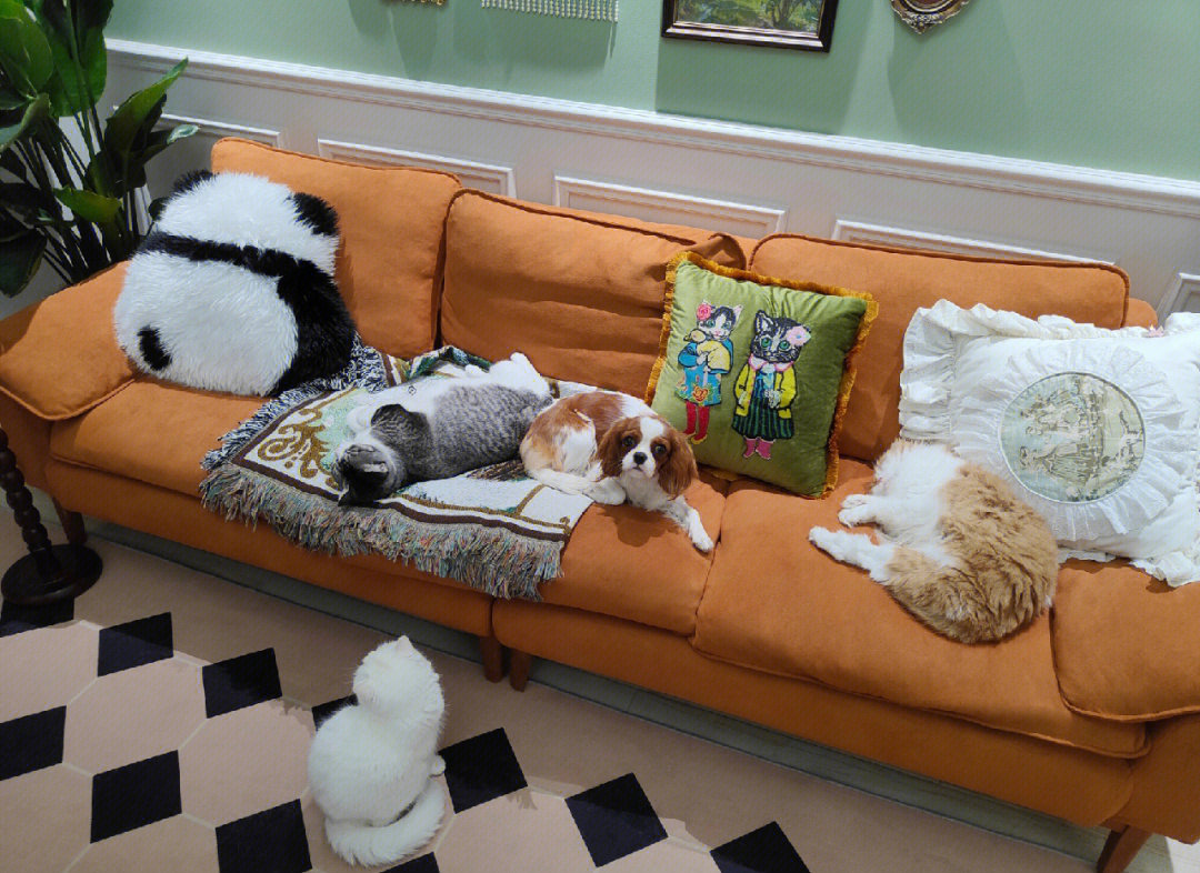 彻底抢不过沙发了09猫猫狗狗都要睡
