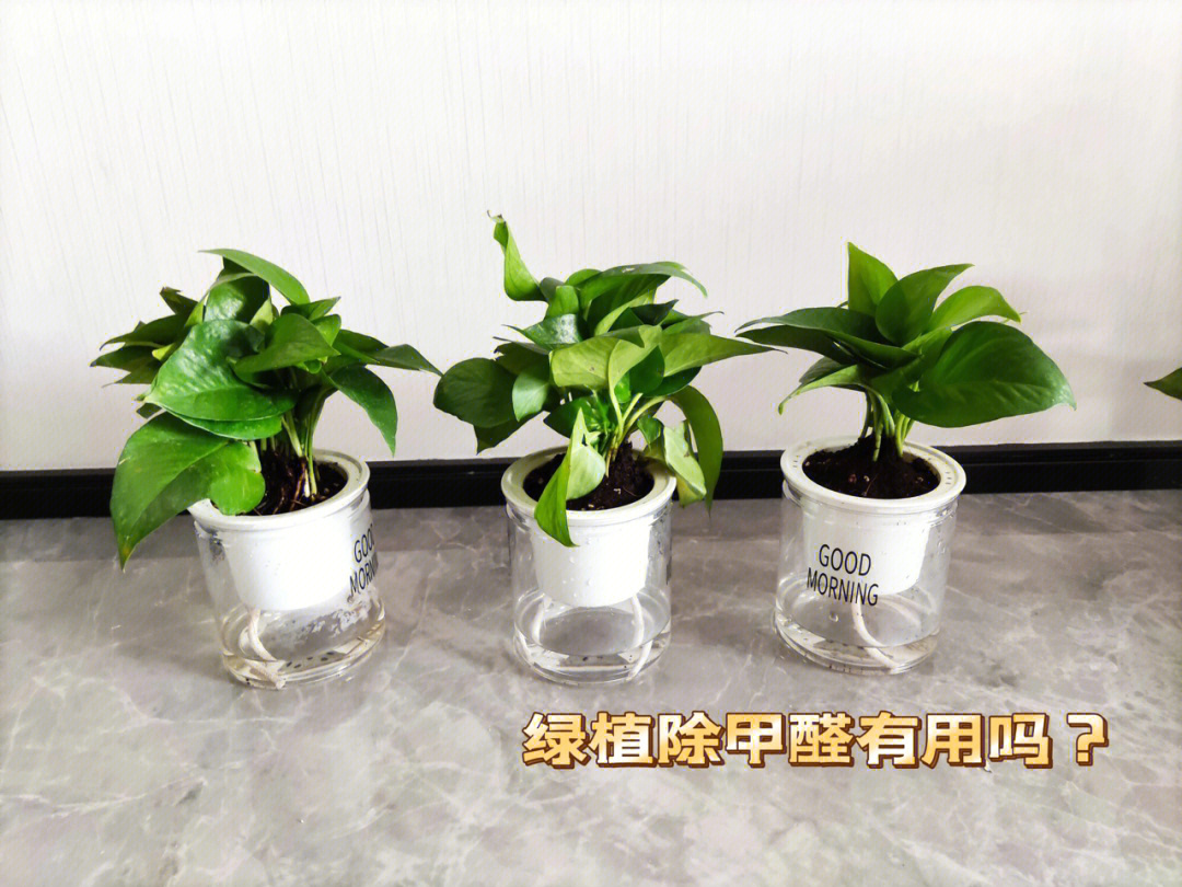 绿植除甲醛有用吗?