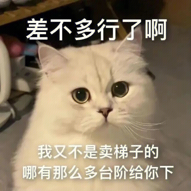 文案—便利店里不贩卖心动但我可以为你心动#猫咪表情包#猫猫表情