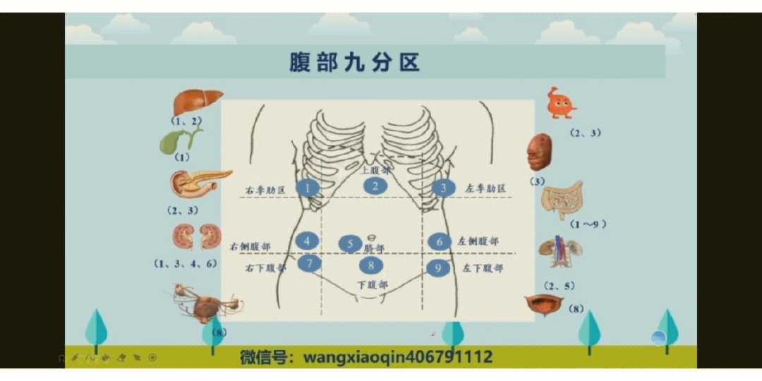 腹部九分法脏器图片