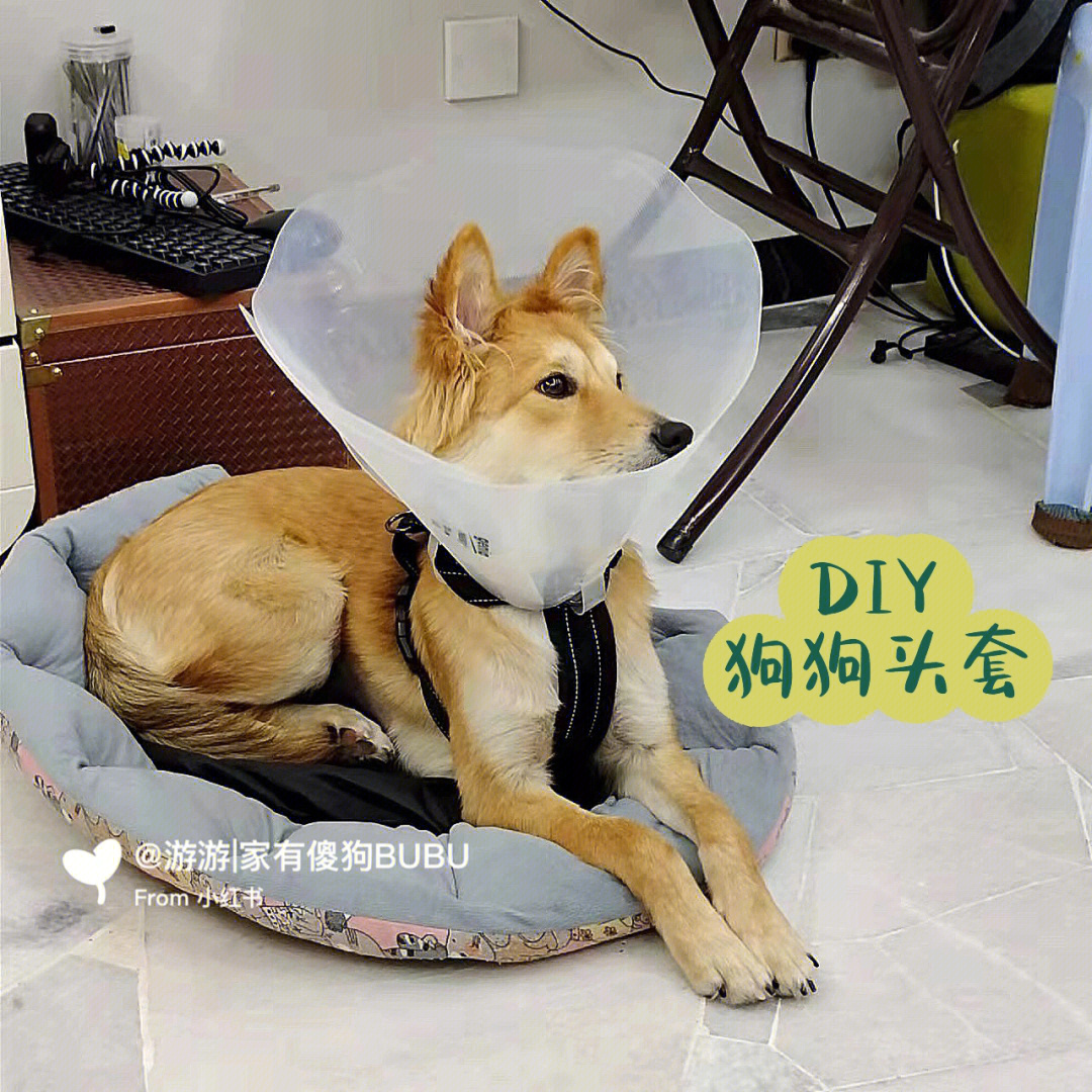 diy伊丽莎白圈让狗狗不再抗拒