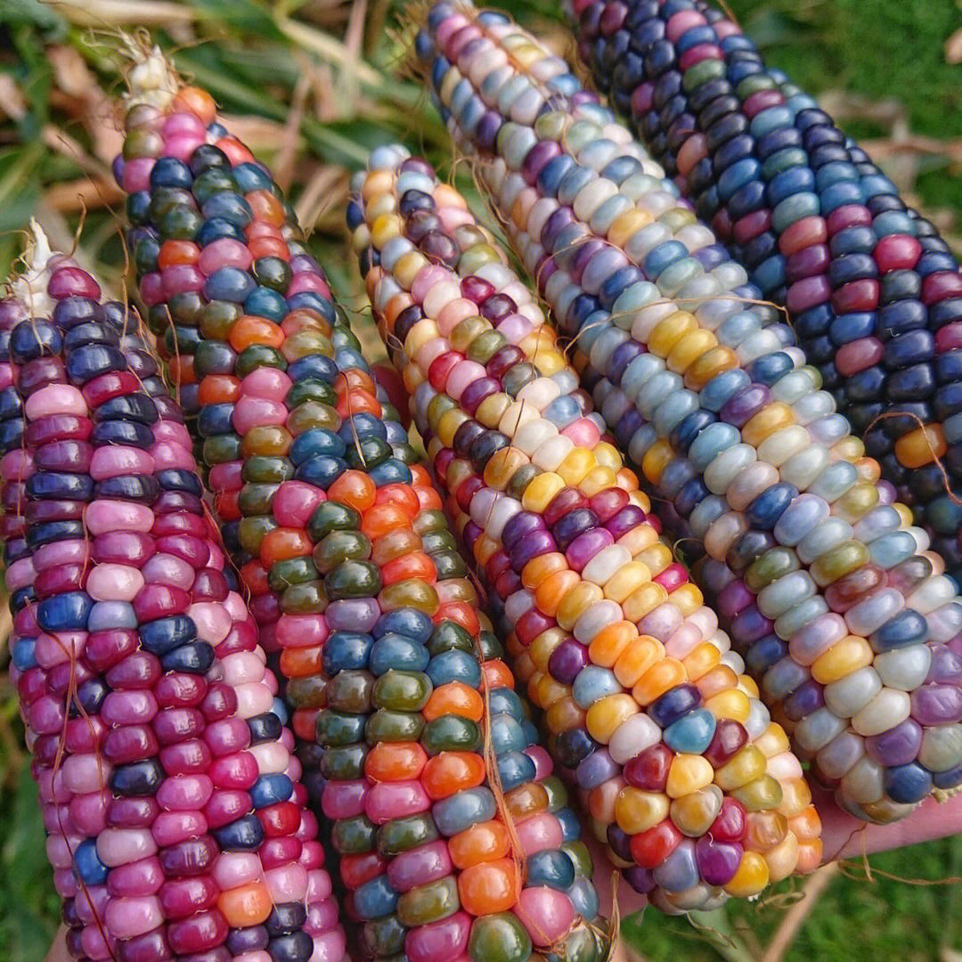 颜值超高的彩色玉米有见过吗