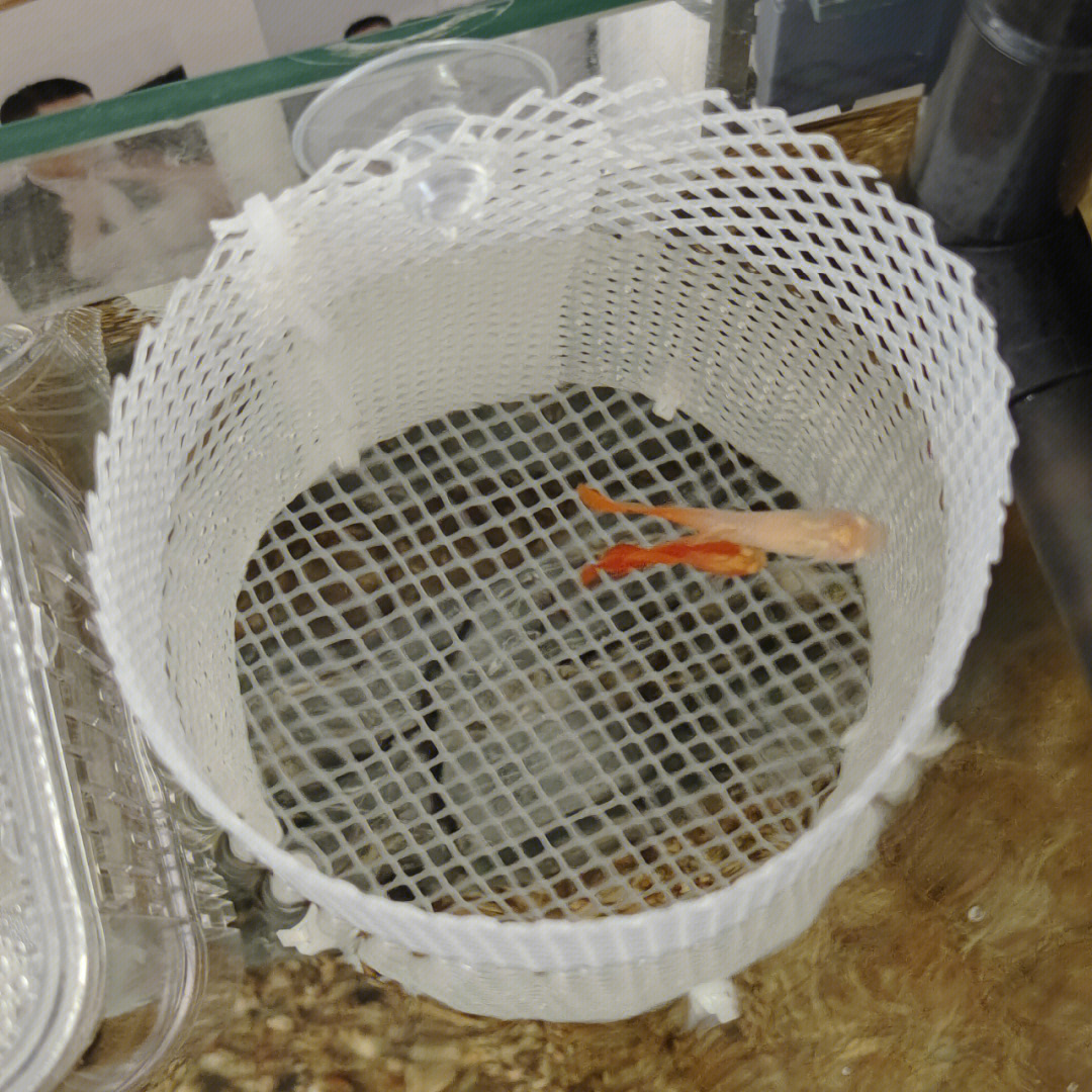 自制孔雀鱼繁殖盒图解图片