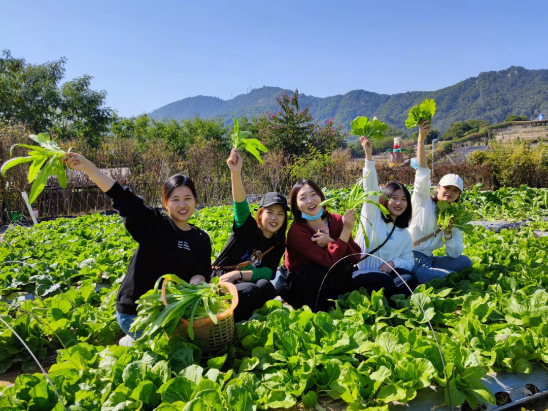 早春采摘蔬菜图片