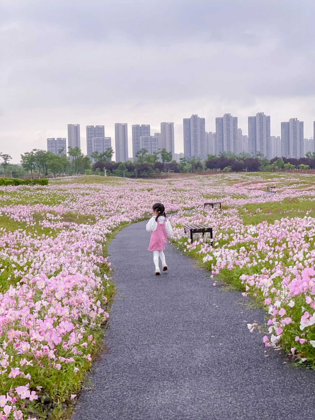 月见草花海