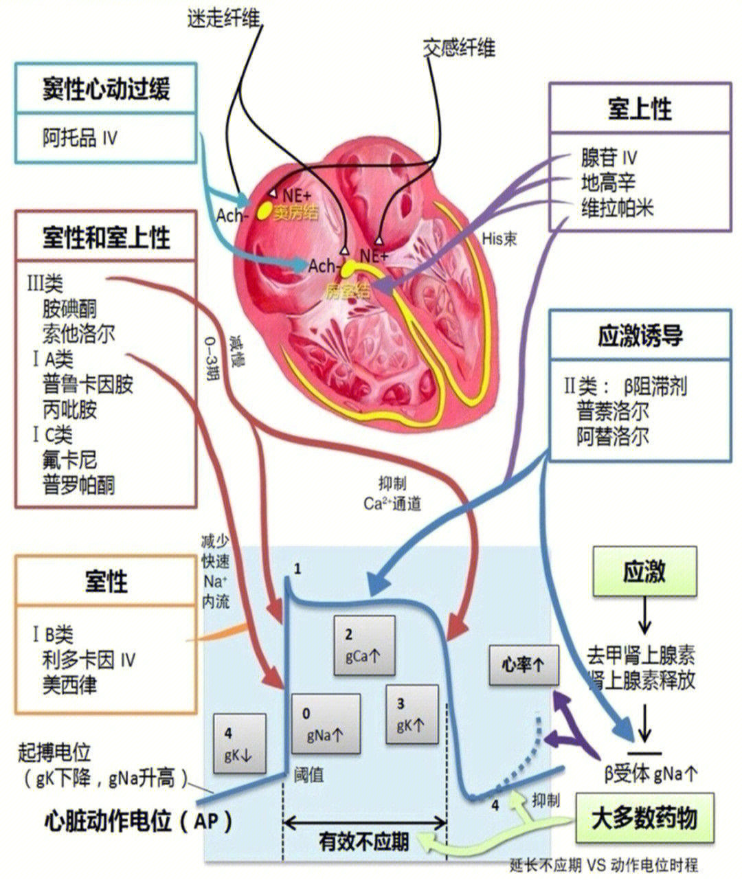 一文了解心律失常