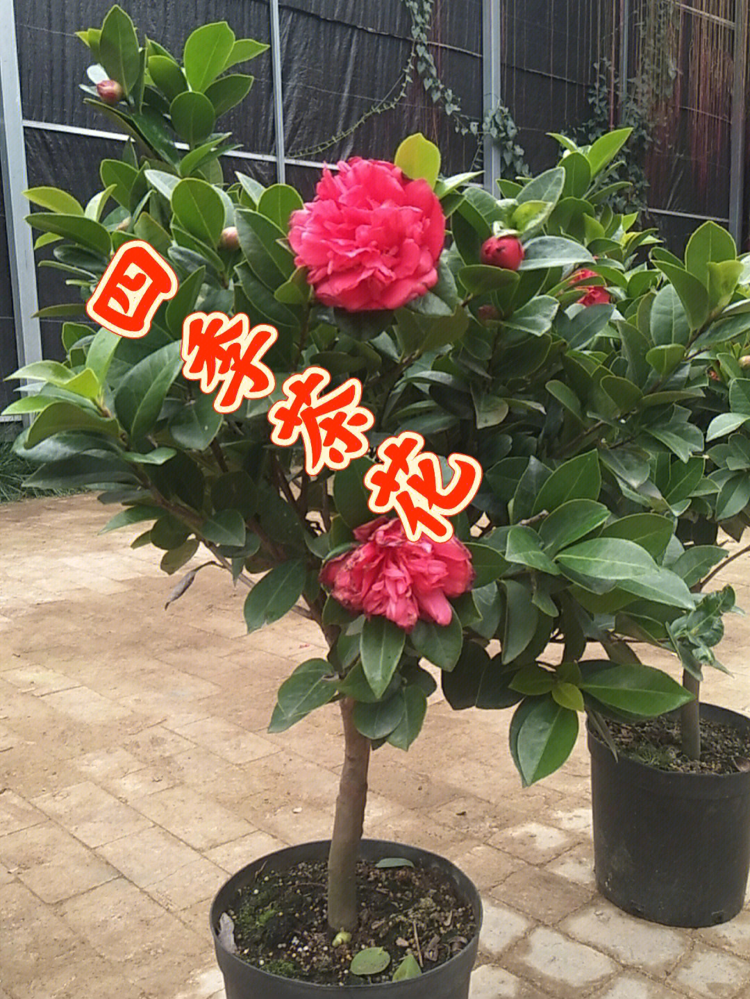 夏日文清茶花的花期图片