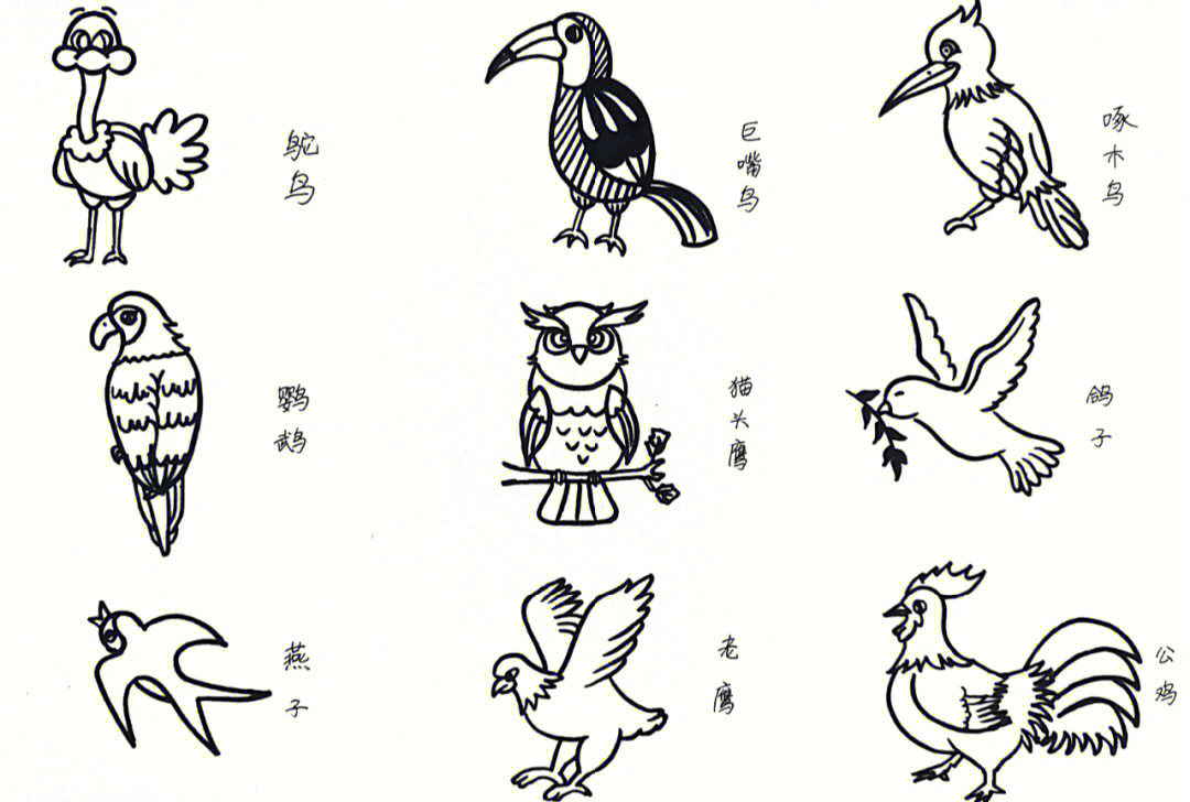 鸟类进化图简笔画图片