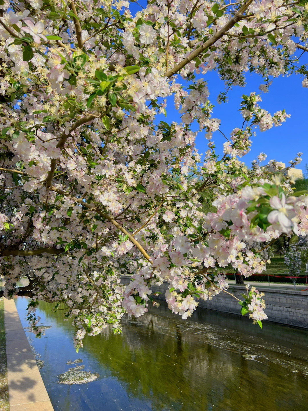 北京海棠花溪开花时间图片