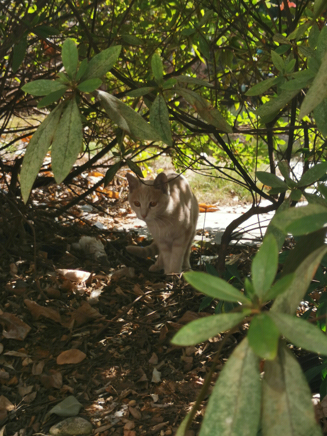 金海心猫咪森林图片