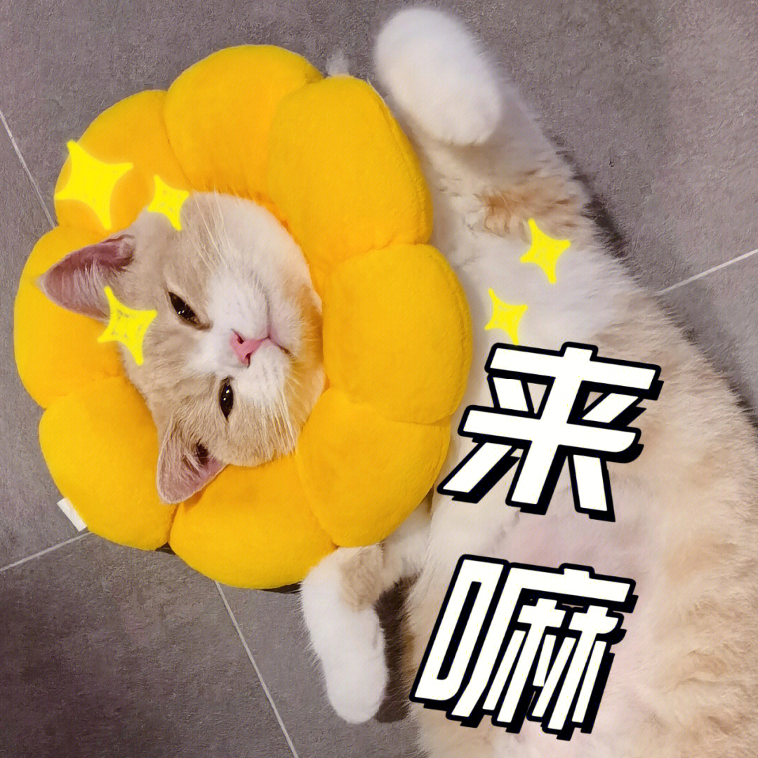 走过路过别错过萌翻天的猫猫表情包