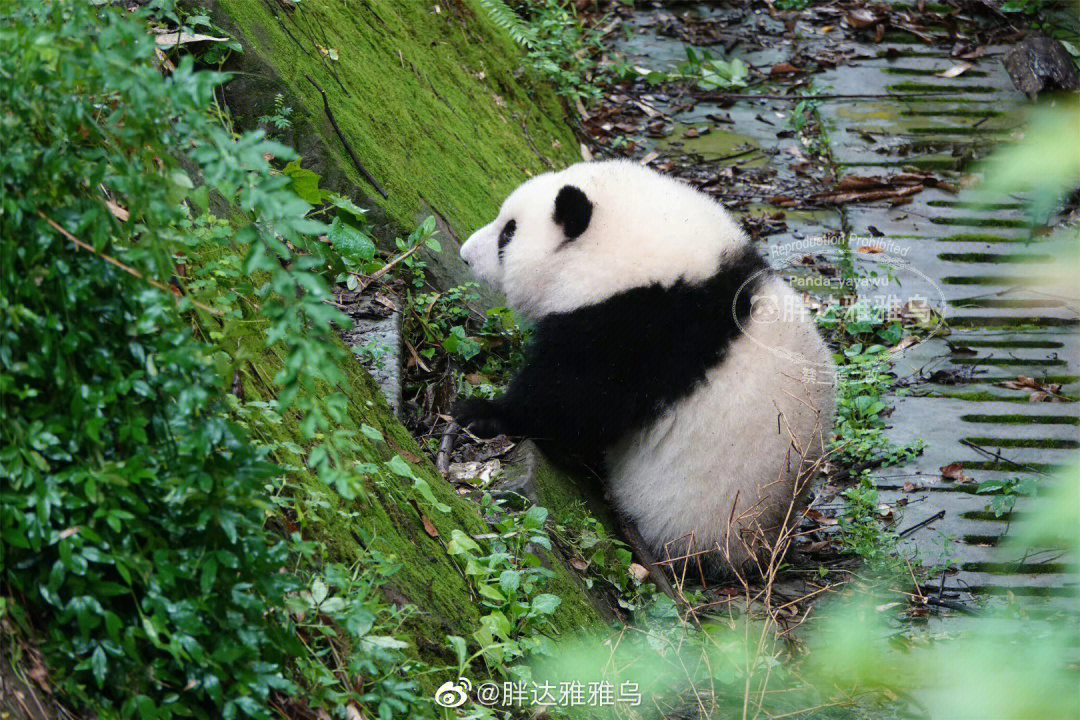 熊猫耳朵壁纸图片