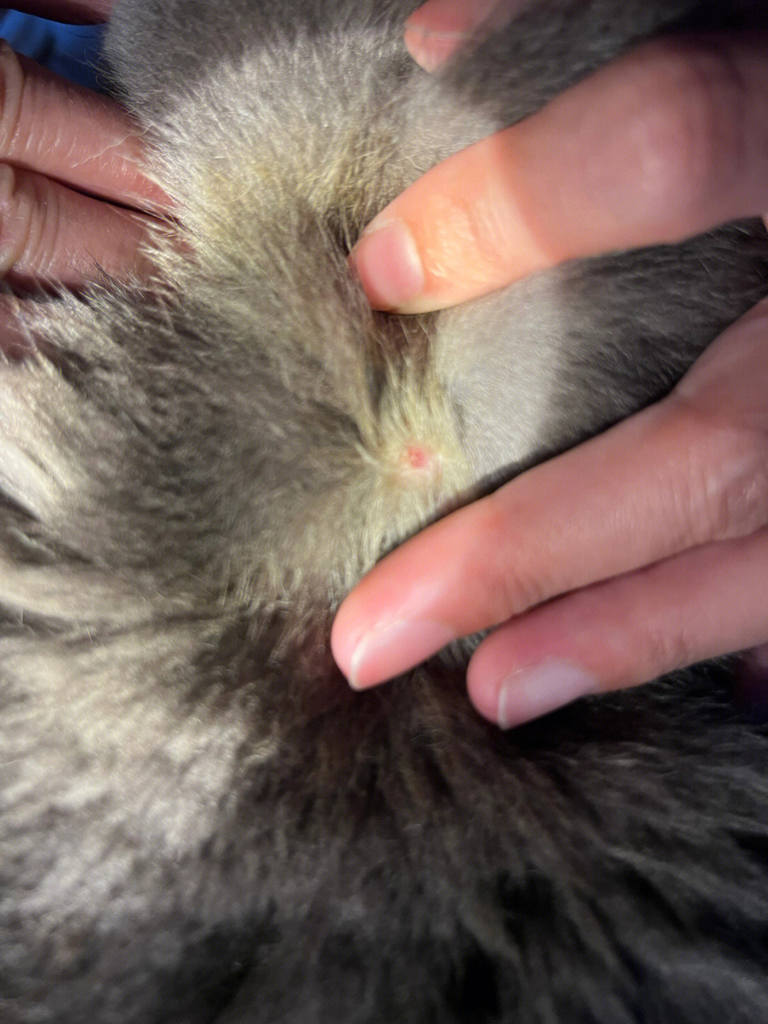 猫咪脖子后面凹陷图片
