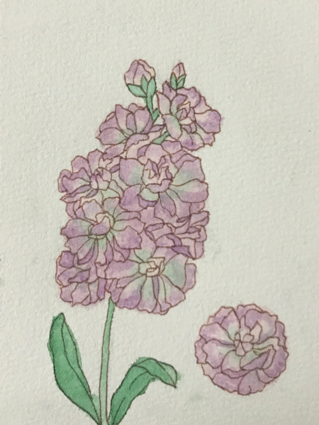 紫罗兰简笔画带颜色图片