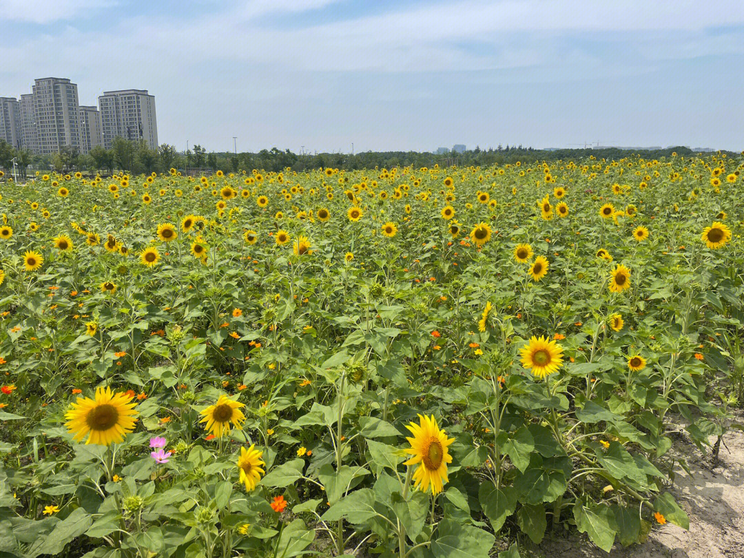 2021上海之鱼花海图片