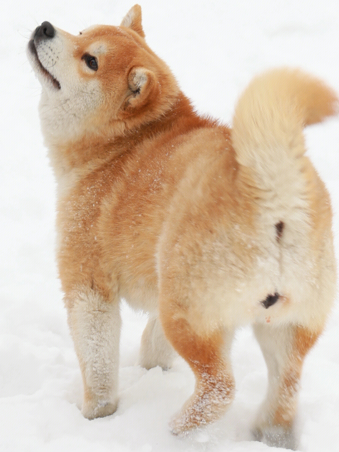 返祖柴犬图片