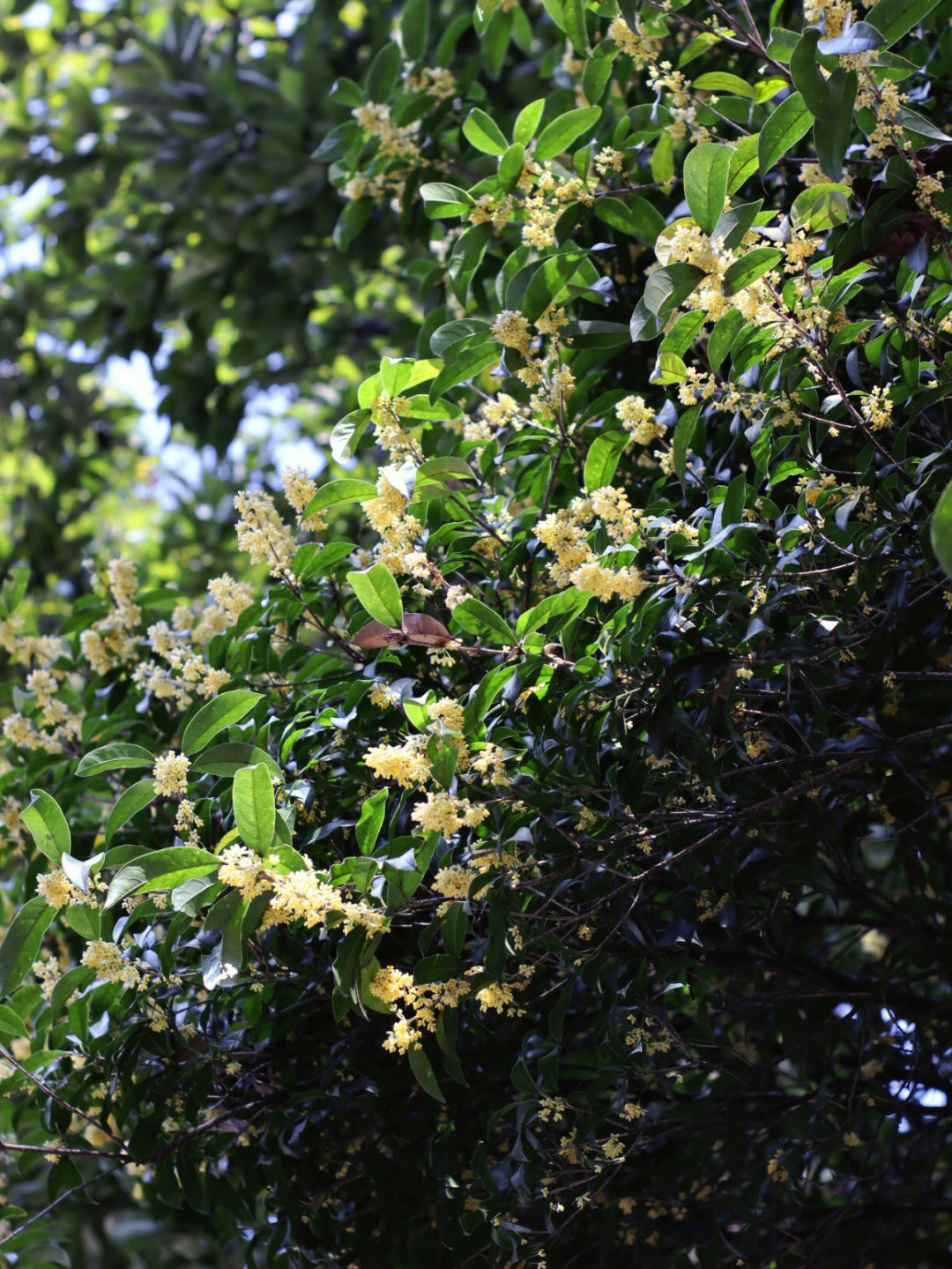 桂花不负秋风飘落桂花雨满城桂花香