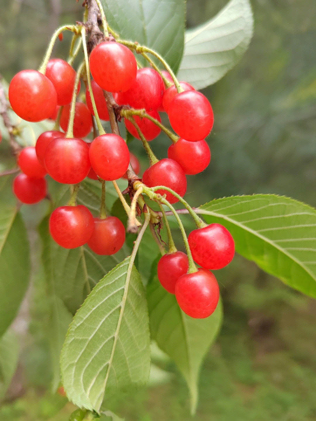 野生樱桃