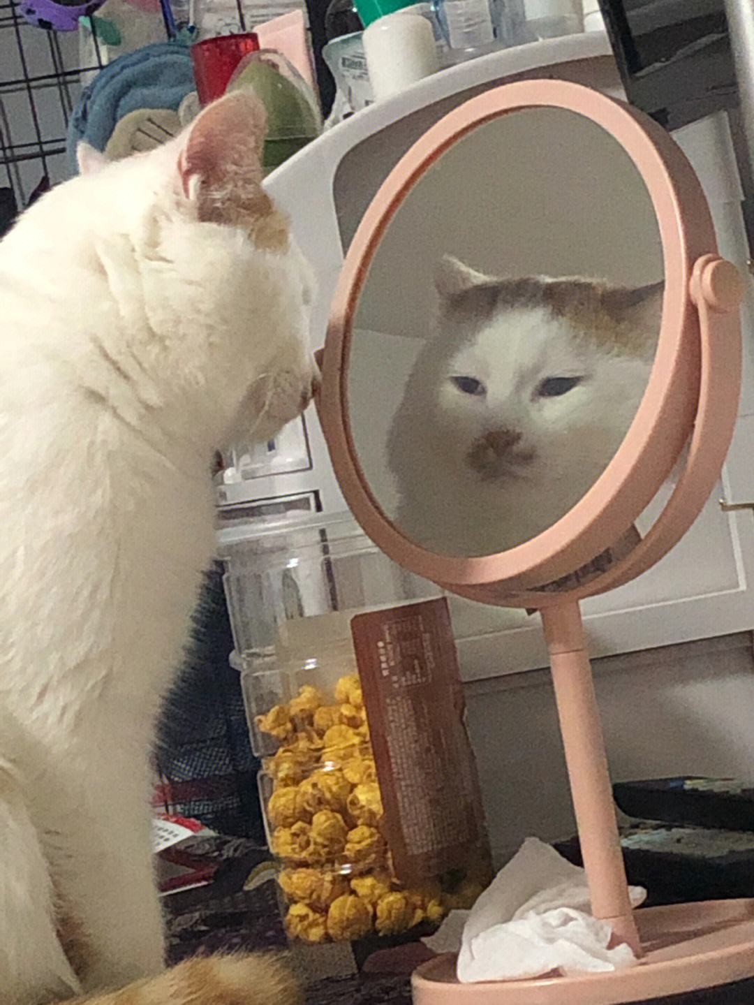 见过这么爱照镜子的猫吗