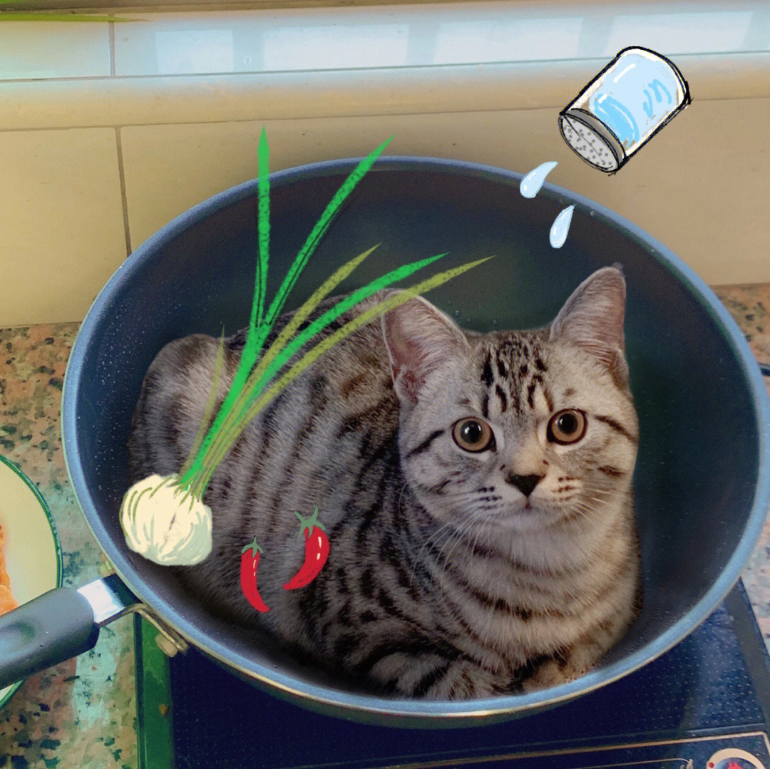 水煮活猫图片