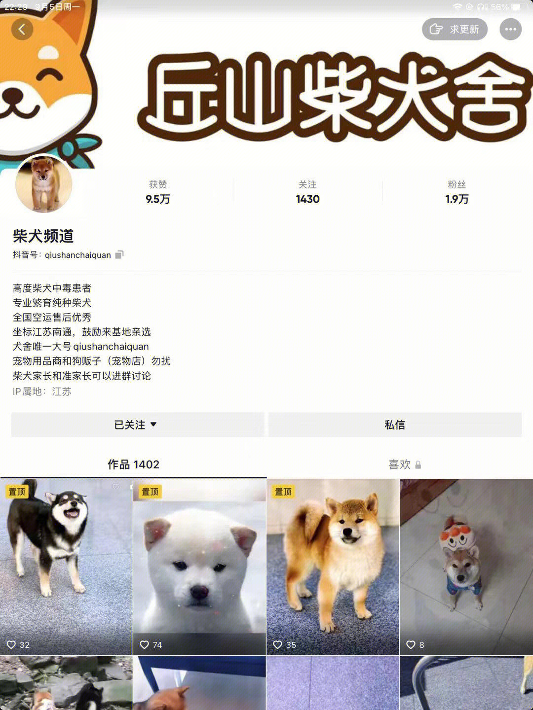 柴犬失格图片