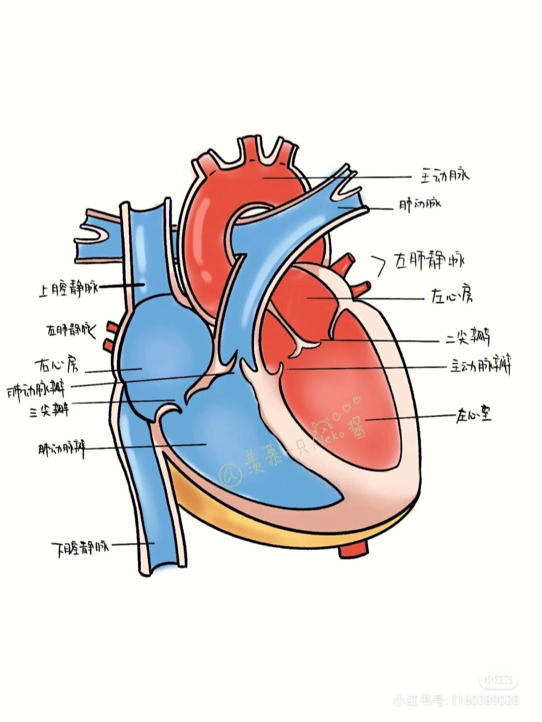 心脏瓣膜位置图片