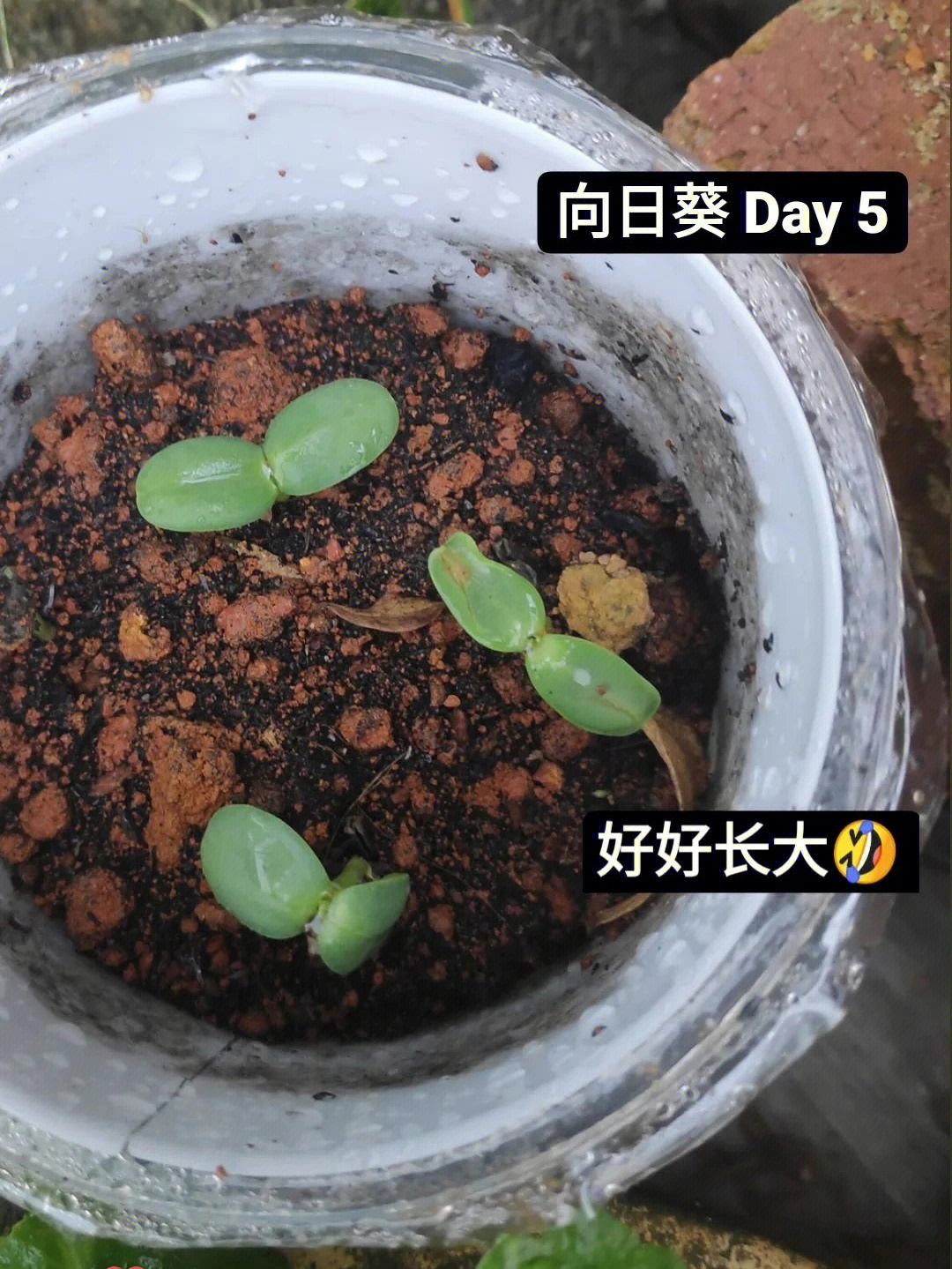 向日葵种植时间图片