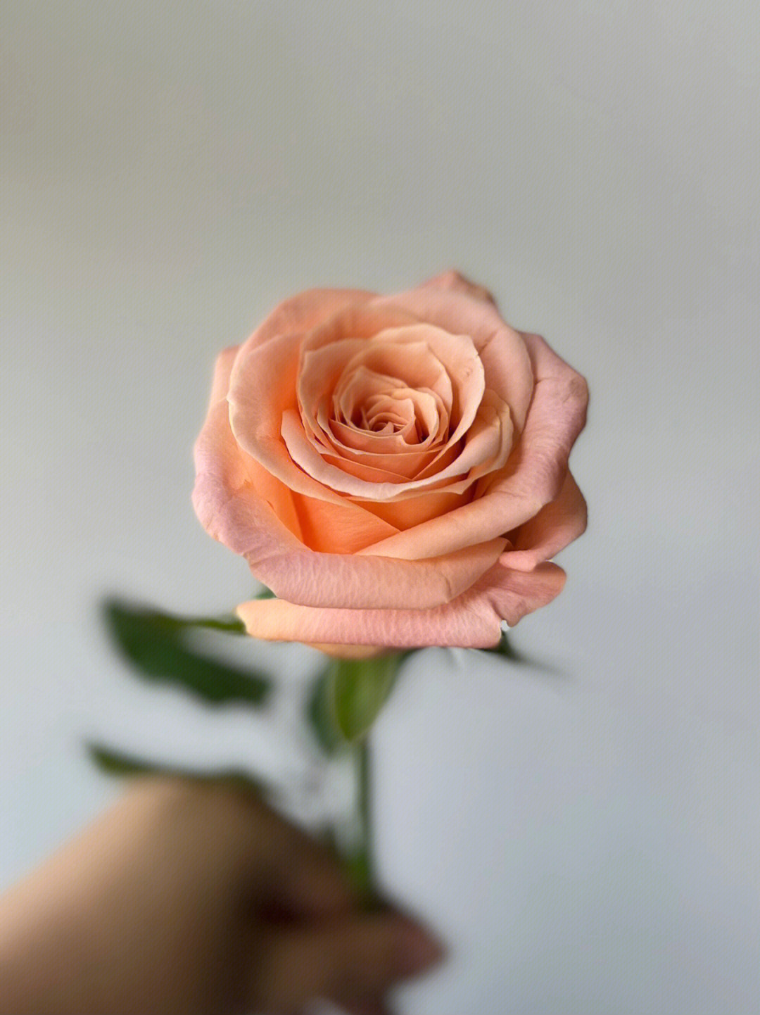 微光玫瑰花语图片