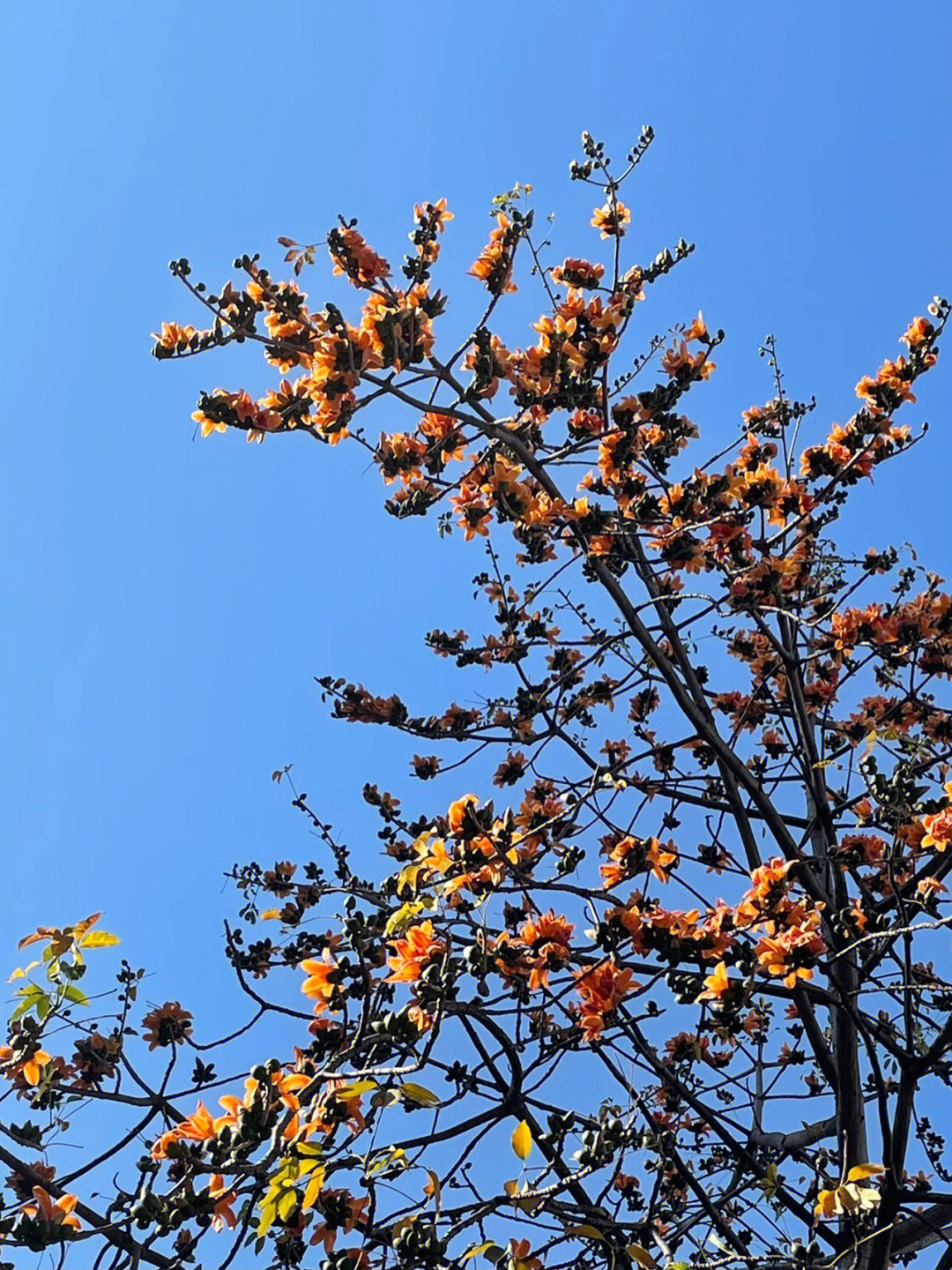 木棉花开电视剧图片