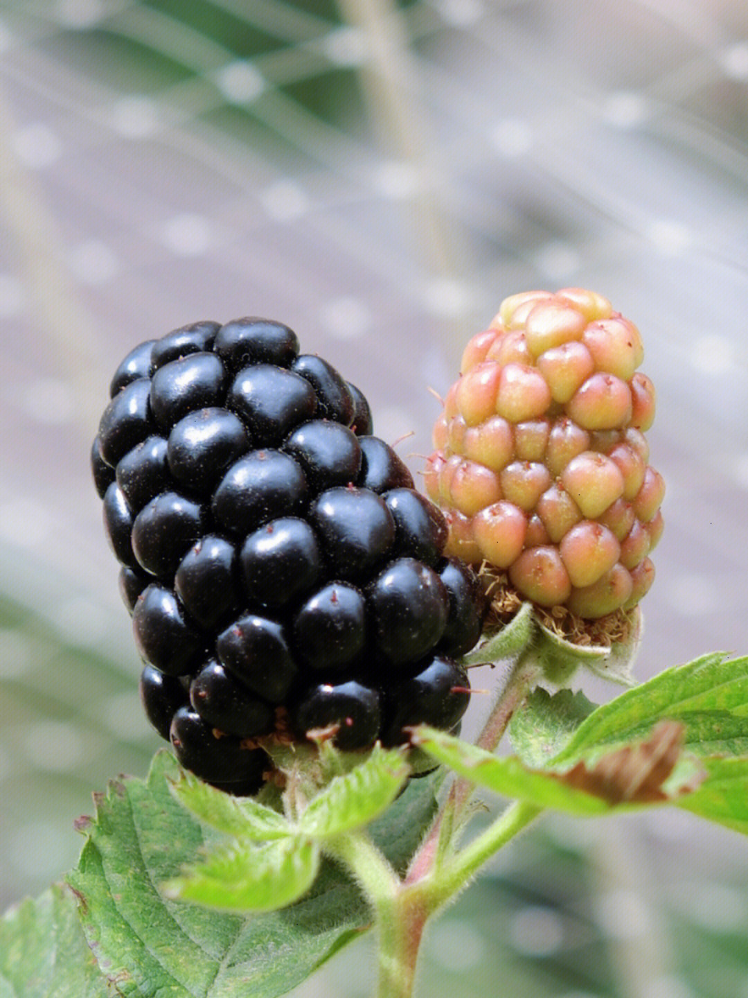 第一颗黑莓转色了新枝的花苞也长了好多