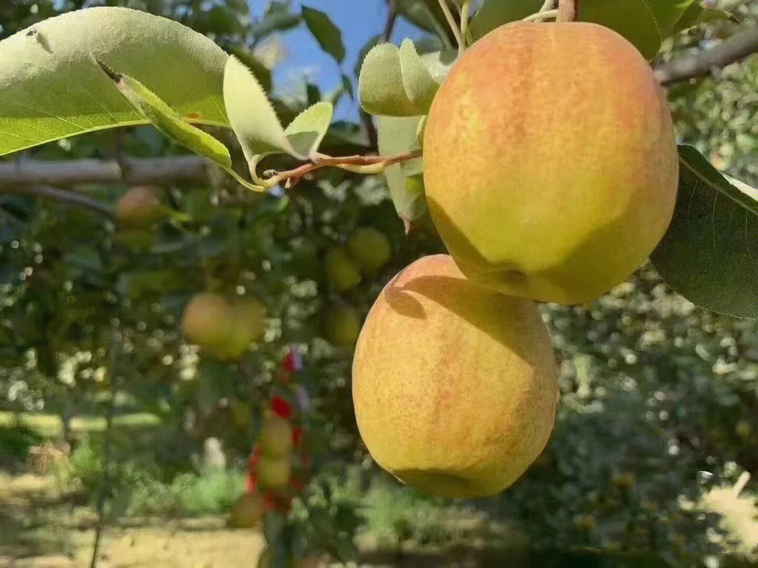 新疆库尔勒香梨